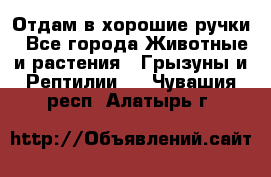 Отдам в хорошие ручки - Все города Животные и растения » Грызуны и Рептилии   . Чувашия респ.,Алатырь г.